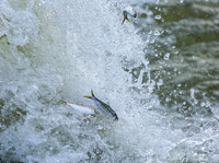 Chattahoochee River Fish