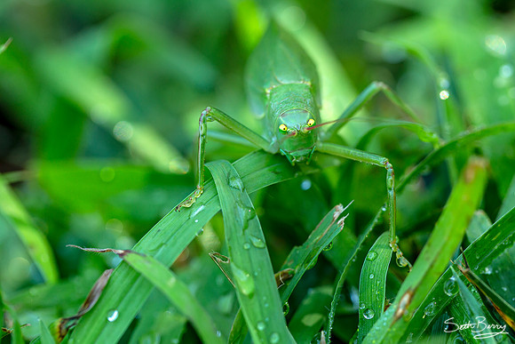 Angry Grasshopper