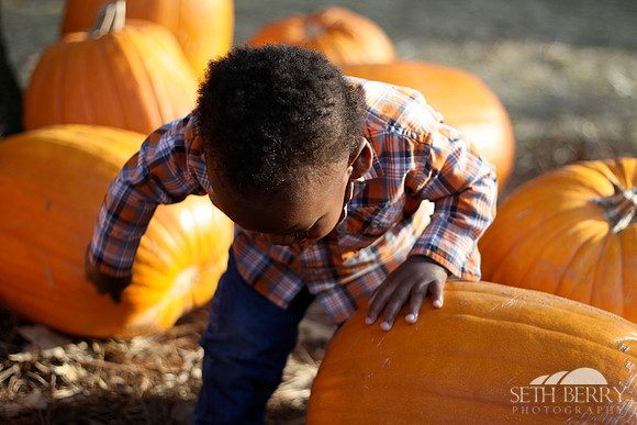 Pumpkin Patch Chi 12