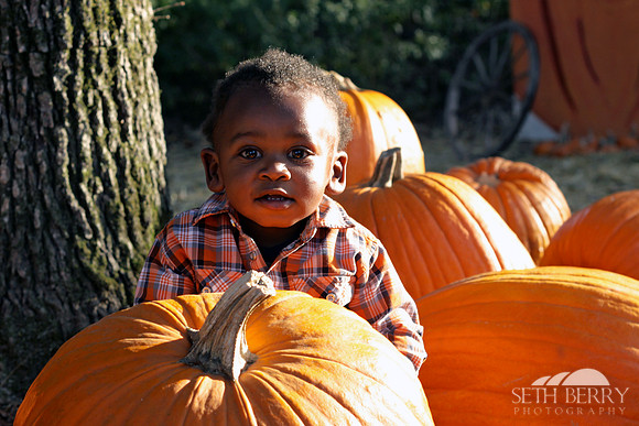 Pumpkin Patch Chi 1