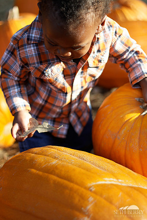 Pumpkin Patch Chi 9