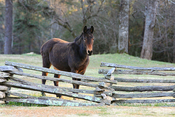 Kings Mountain State Park