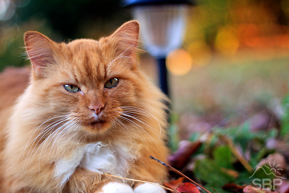 Orange Cat
