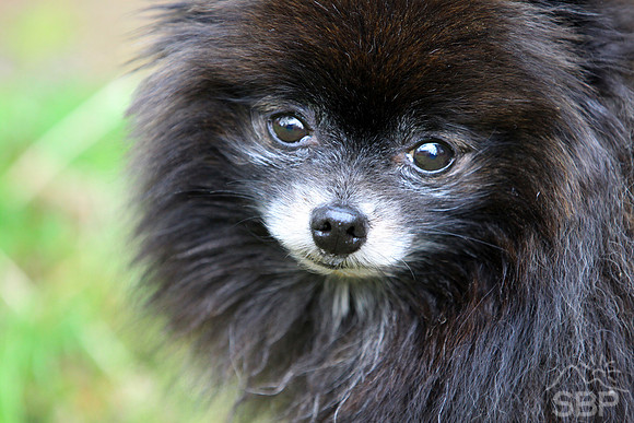 Pomeranian