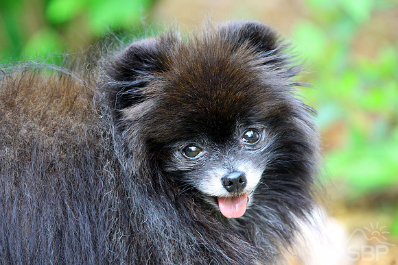 Pomeranian
