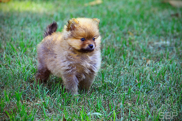 Little Pom