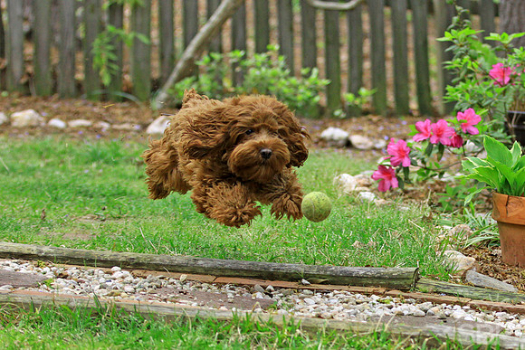 Hoverpoo