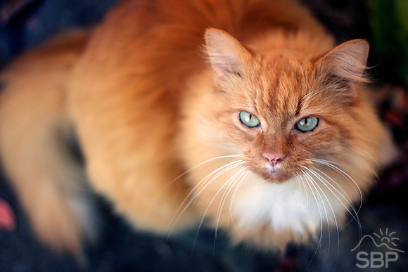 Orange Cat