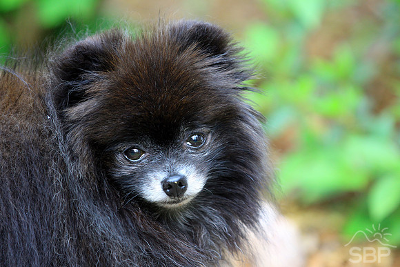 Pomeranian