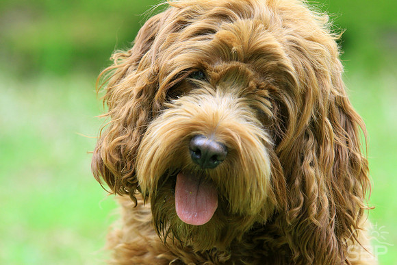 Cockapoo