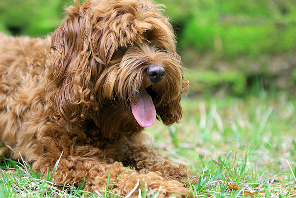Cockapoo