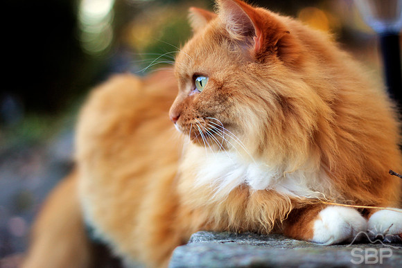 Orange Cat