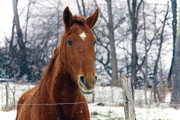 Diamond in the Snow