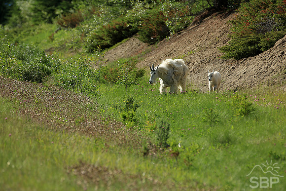 Mountain Goats
