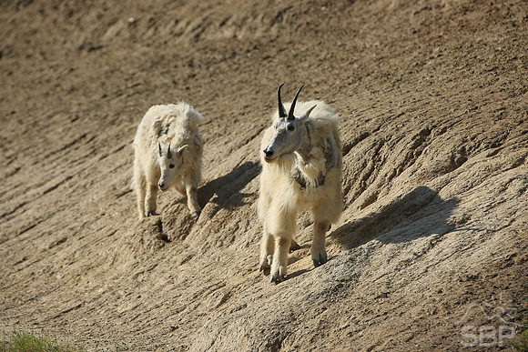 Mountain Goats