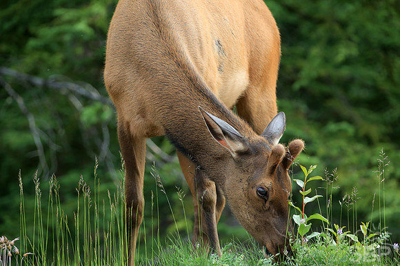 Elk in the Canadian Rockies