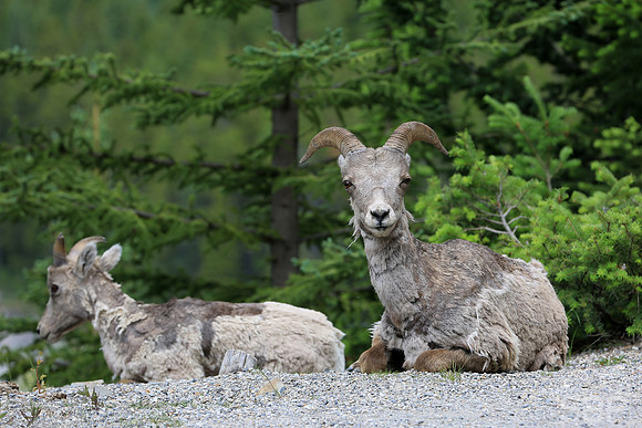 Rams in the Canadian Rockies