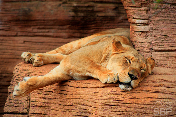 The Lion Sleeps Tonight...