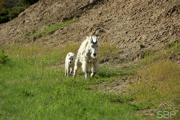 Mountain Goats