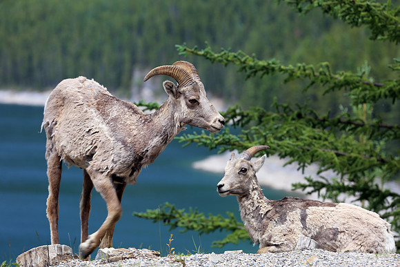 Rams in the Canadian Rockies