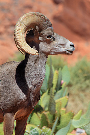 Bighorn Sheep