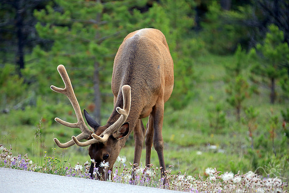 Elk in the Canadian Rockies