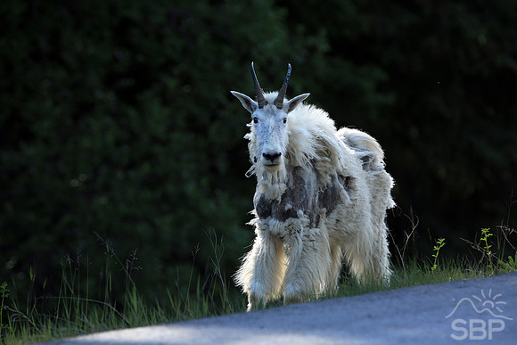 Mountain Goat