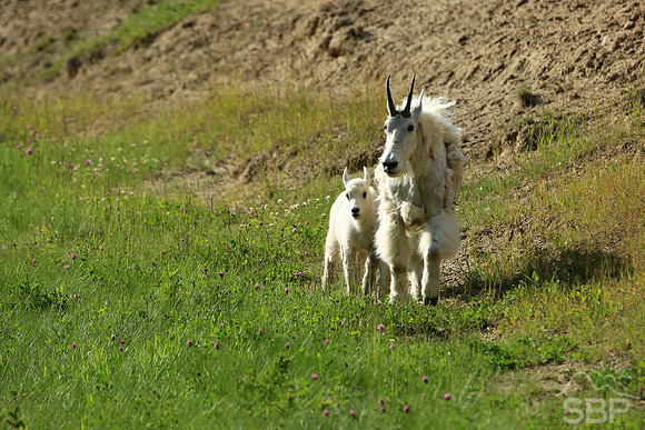 Mountain Goats