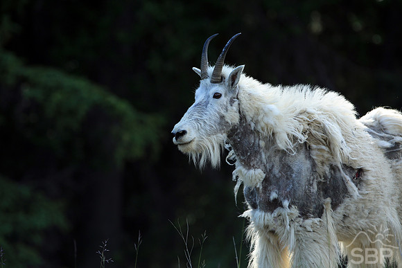 Mountain Goat