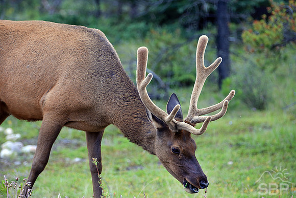 Elk in the Canadian Rockies