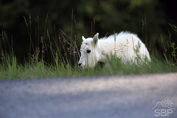 Mountain Goat Calf