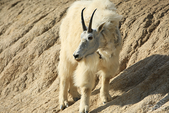 Mountain Goat