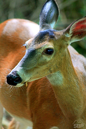 Cades Cove Deer