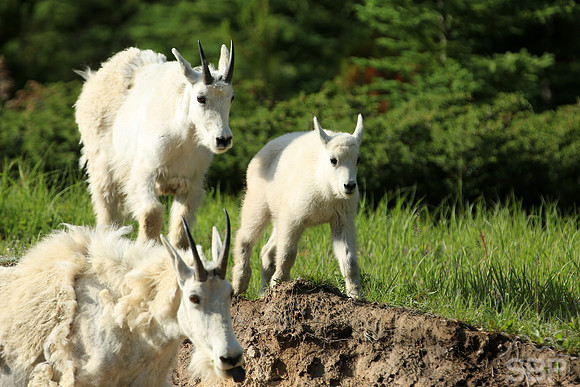 Mountain Goats