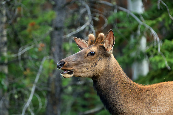 Elk in the Canadian Rockies