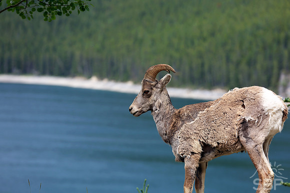 Ram in the Canadian Rockies