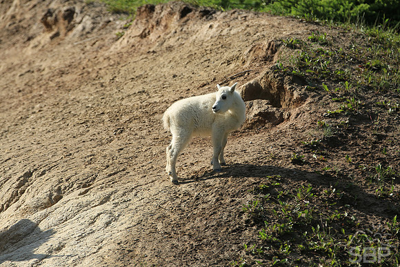 Mountain Goat