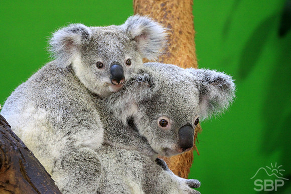 Koala Bear and Cub