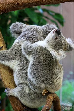 Koala Bear and Cub