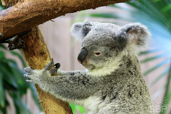 Koala