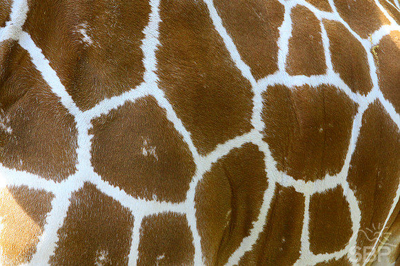 Giraffe Texture