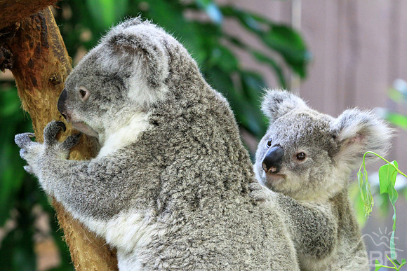 Koala Bear and Cub