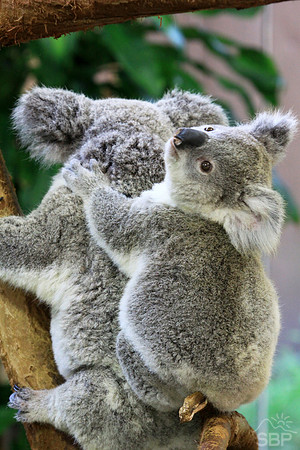 Koala Bear and Cub