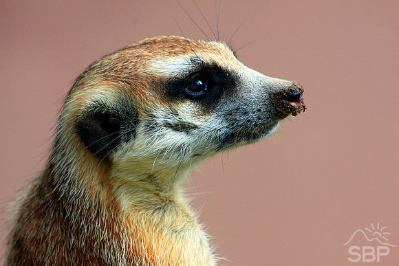Meerkat Face
