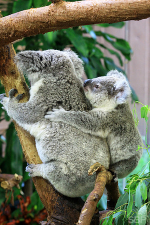 Koala Bear and Cub