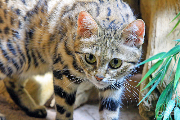 Wild Cat
