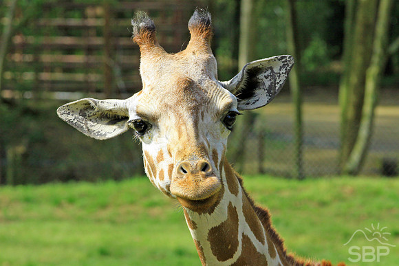 Giraffe