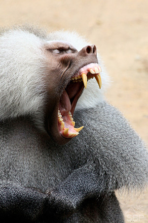 Baboon Yawning