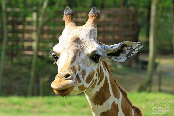Giraffe