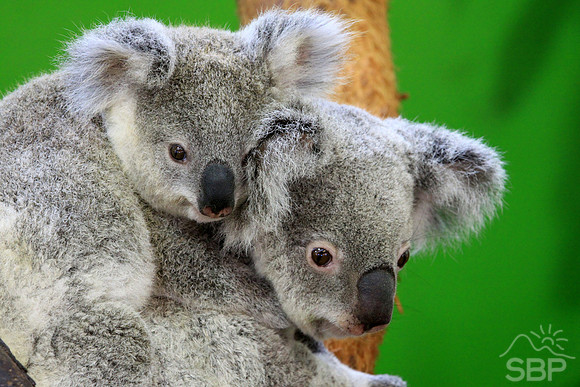Koala Bear and Cub